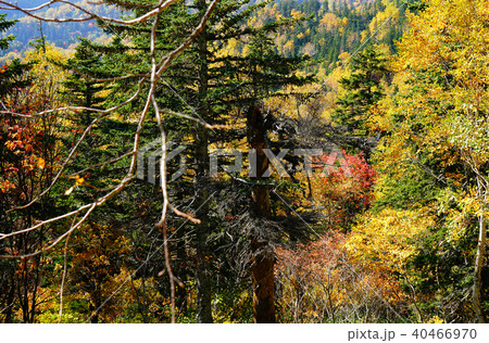 北海道 銀泉台 紅葉 北海道 銀泉台 紅葉 40466970