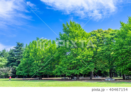 東京 練馬区 光が丘公園の風景 東京 練馬区 光が丘公園の風景 40467154