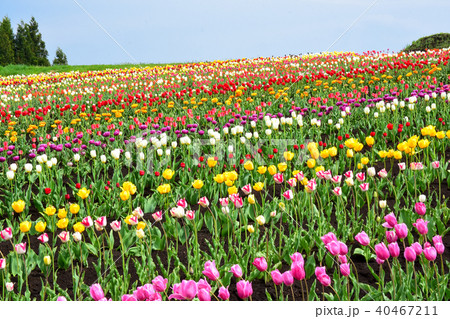 正子のチューリッぷ園 正子のチューリッぷ園 40467211