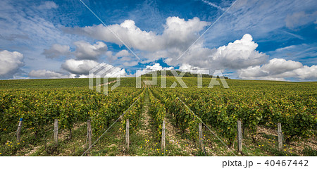 The Grand Cru vineyards of Chablis, Burgundy 40467442