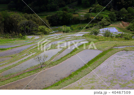 大山千枚田２０ 40467509