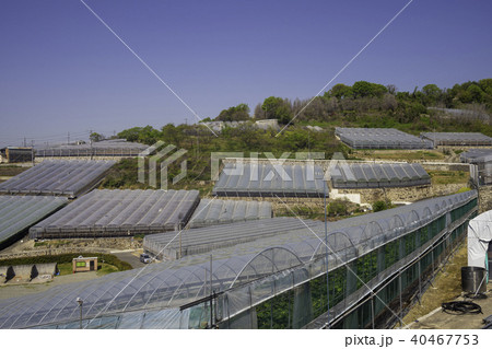 ぶどう畑のビニールハウス ぶどう畑のビニールハウス 40467753