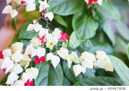 ゲンペイカズラの花 40467806