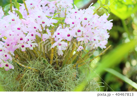デンドロビュウムの花　信貴 40467813