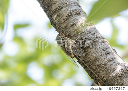 クマゼミ クマゼミ 40467847