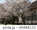 故郷の桜 40468132