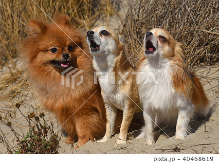 three dogs in nature 40468619