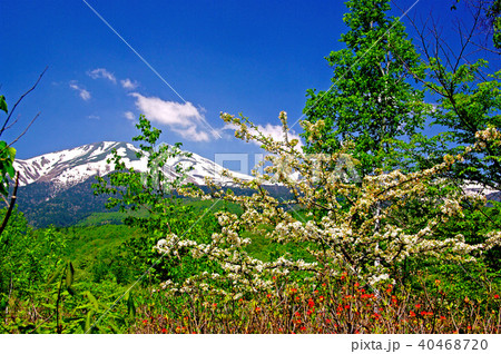 乗鞍高原-一の瀬園地のコナシの花と乗鞍岳 40468720