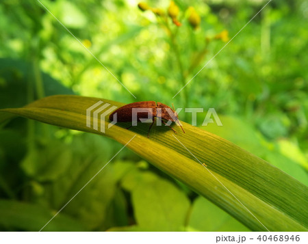 ホソサビキコリ 40468946