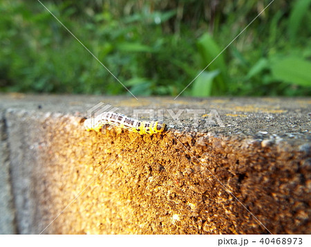 ヒロオビトンボエダシャク 40468973