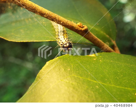 蛾の幼虫 40468984