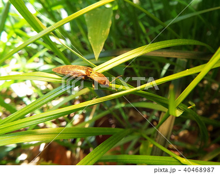 ホソサビキコリ 40468987