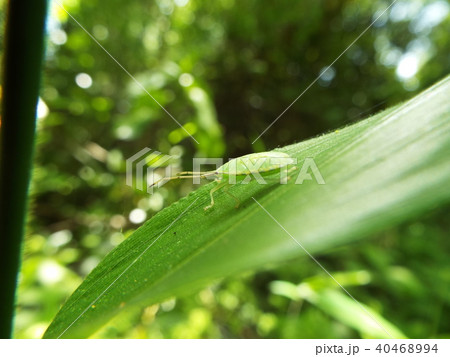 カメムシ 幼体 40468994