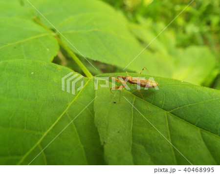 アカマキバサシガメ 40468995
