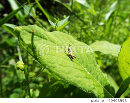 バッタ 40468998