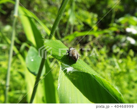 ハエトリグモ 40468999