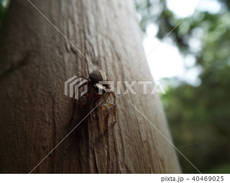 ハエトリグモ 40469025