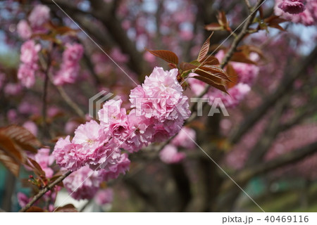 宇都宮　豊郷　まほろばの郷　八重桜　 40469116