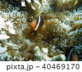 クマノミ 40469170