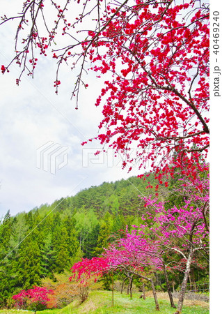 ハナモモ 花 ハナモモ 花 40469240