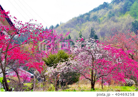 ハナモモ　花 40469258