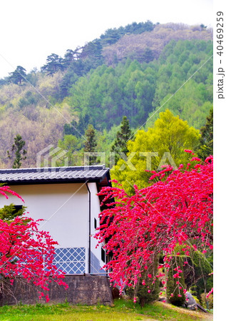 ハナモモ　花 40469259