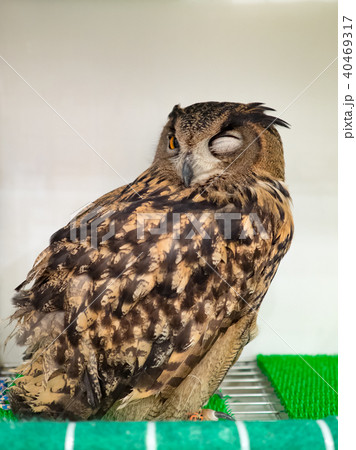 フクロウ ふくろう 梟 40469317