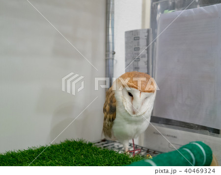 フクロウ ふくろう 梟 40469324