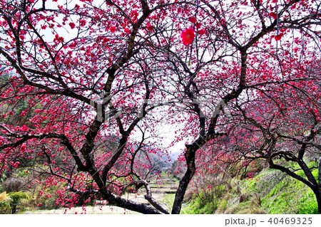 ハナモモ 花 ハナモモ 花 40469325