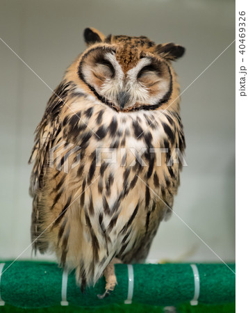 フクロウ ふくろう 梟 40469326