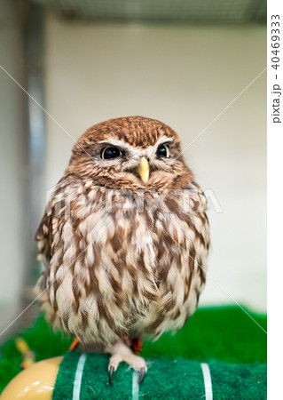 フクロウ ふくろう 梟 40469333