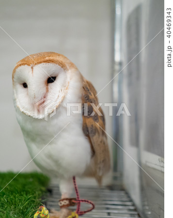 フクロウ ふくろう 梟 40469343