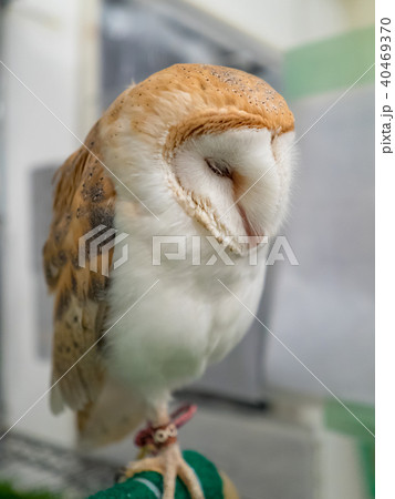フクロウ ふくろう 梟 40469370