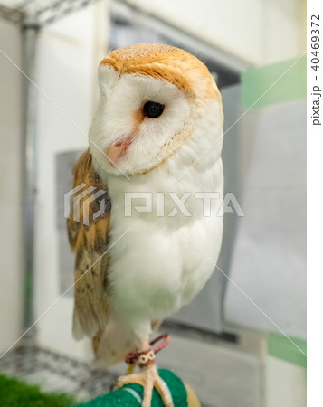 フクロウ ふくろう 梟 40469372