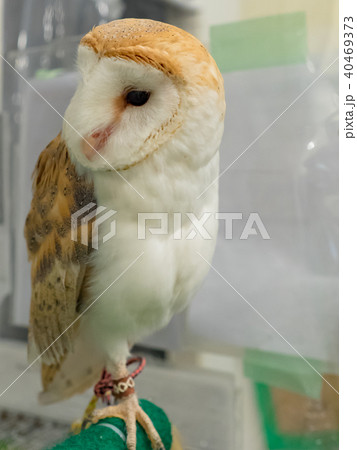 フクロウ ふくろう 梟 40469373