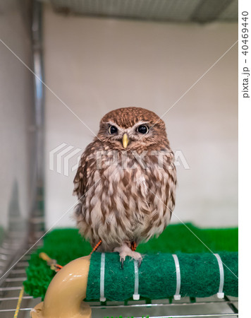 フクロウ ふくろう 梟 40469440