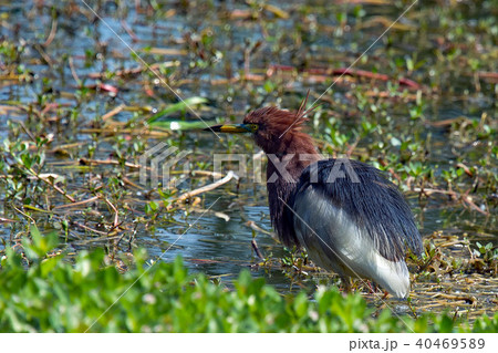 アカガシラサギ～きれいな夏羽～ 40469589