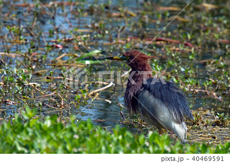 アカガシラサギ～きれいな夏羽～ 40469591