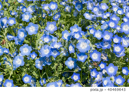 ネモフィラ 40469643