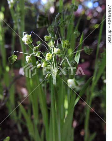 ヒメオドリコソウ 40469697