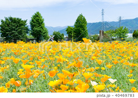 ハーブ庭園旅日記(カルフォルニアポピー) ハーブ庭園旅日記(カルフォルニアポピー) 40469783