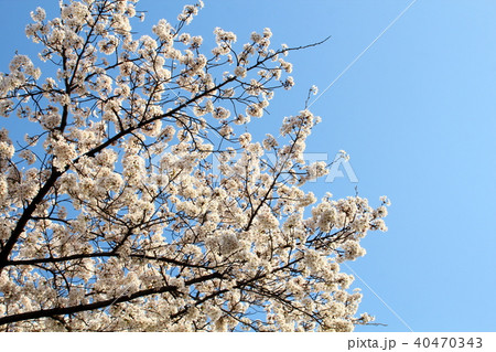 山崎川の桜 40470343