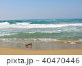 流木 40470446