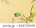 見つけた 40470449