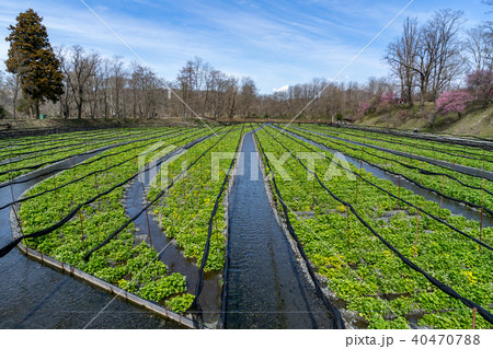 早春の大王わさび農場　長野県安曇野市 40470788