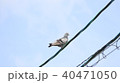 電線にとまるハト 40471050