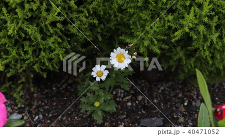 マーガレット マーガレット 40471052