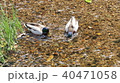 エサをとるカモ 40471058