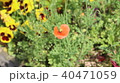 ポピー 40471059