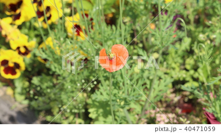 ポピー 40471059